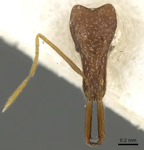 Strumigenys barylonga specimen CASENT0900841 image casent0900841_2