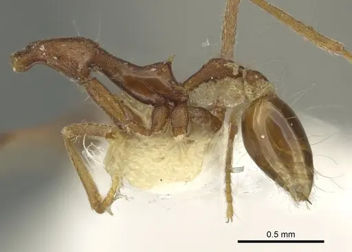 Strumigenys barylonga specimen CASENT0900841 image casent0900841_3