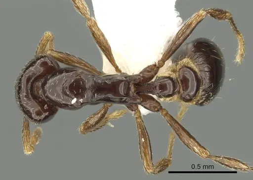 Strumigenys basiliska specimen CASENT0013153 image casent0013153_1