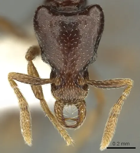 Strumigenys basiliska specimen CASENT0013153 image casent0013153_2