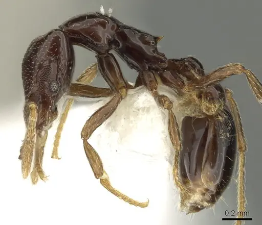 Strumigenys basiliska specimen CASENT0013153 image casent0013153_3