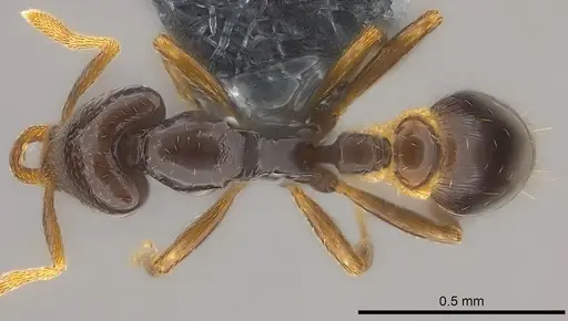 Strumigenys basiliska specimen CASENT0185864 image casent0185864_1
