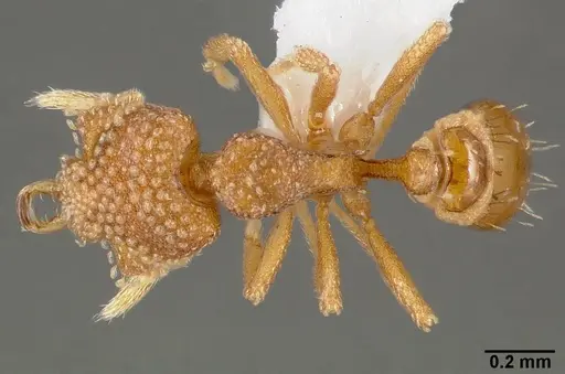 Strumigenys bathron specimen CASENT0005492 image casent0005492_1