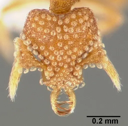 Strumigenys bathron specimen CASENT0005492 image casent0005492_2