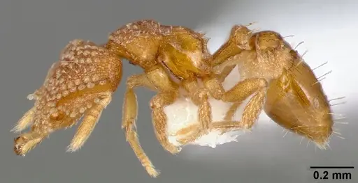 Strumigenys bathron specimen CASENT0005492 image casent0005492_3