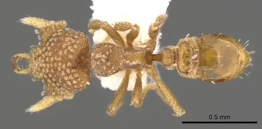 Strumigenys bathron specimen CASENT0900643 image casent0900643_1