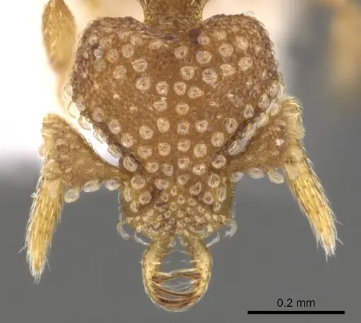 Strumigenys bathron specimen CASENT0900643 image casent0900643_2