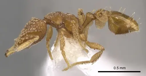 Strumigenys bathron specimen CASENT0900643 image casent0900643_3