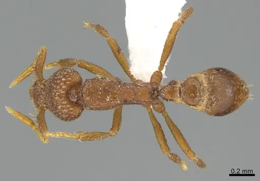 Strumigenys behasyla specimen CASENT0845449 image casent0845449_1