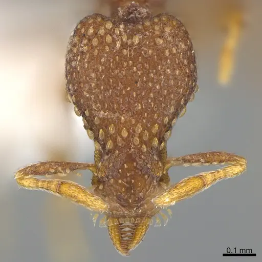 Strumigenys behasyla specimen CASENT0845449 image casent0845449_2