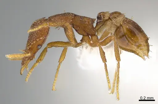 Strumigenys behasyla specimen CASENT0845449 image casent0845449_3