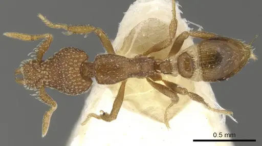 Strumigenys behasyla specimen CASENT0900074 image casent0900074_1