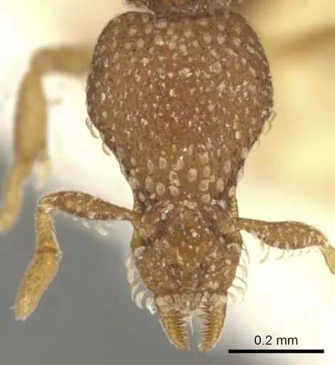 Strumigenys behasyla specimen CASENT0900074 image casent0900074_2