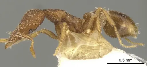 Strumigenys behasyla specimen CASENT0900074 image casent0900074_3