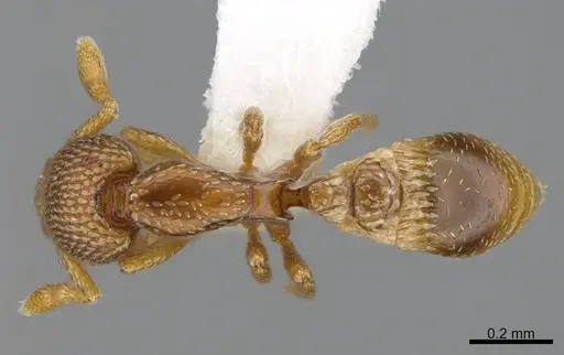 Strumigenys belial specimen CASENT0763561 image casent0763561_1