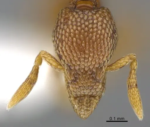 Strumigenys belial specimen CASENT0763561 image casent0763561_2