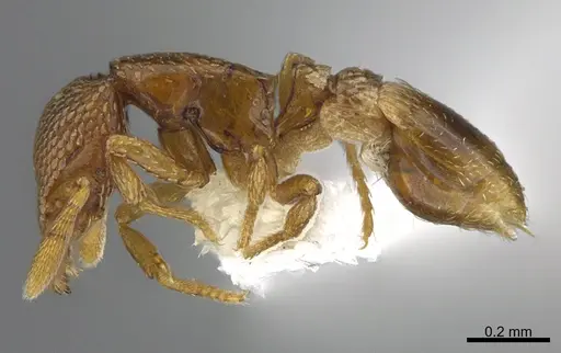 Strumigenys belial specimen CASENT0763561 image casent0763561_3