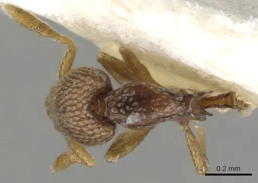 Strumigenys belial specimen CASENT0900057 image casent0900057_1