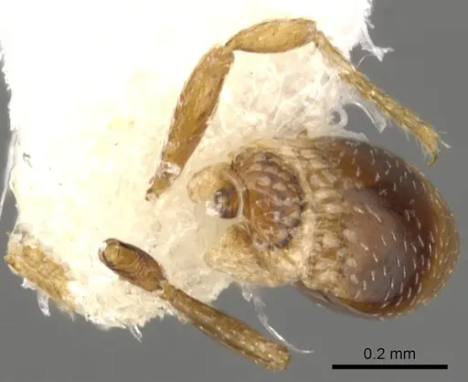 Strumigenys belial specimen CASENT0900057 image casent0900057_2