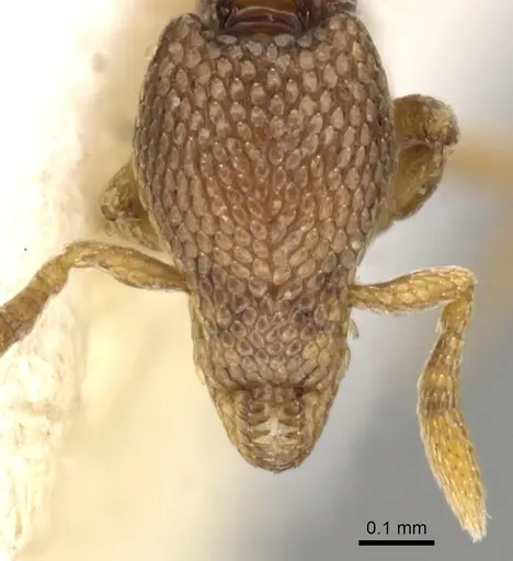 Strumigenys belial specimen CASENT0900057 image casent0900057_3