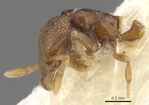 Strumigenys belial specimen CASENT0900057 image casent0900057_4