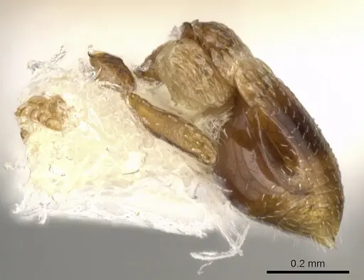 Strumigenys belial specimen CASENT0900057 image casent0900057_5