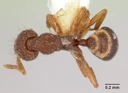 Strumigenys bellatrix specimen CASENT0178305 image casent0178305_1