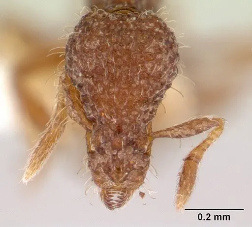 Strumigenys bellatrix specimen CASENT0178305 image casent0178305_2