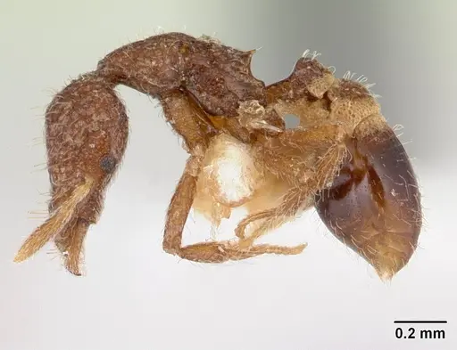Strumigenys bellatrix specimen CASENT0178305 image casent0178305_3