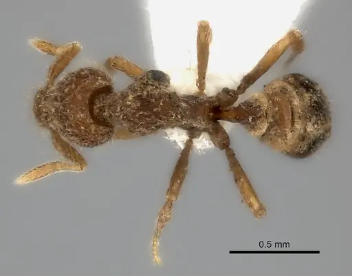 Strumigenys bellatrix specimen CASENT0217186 image casent0217186_1