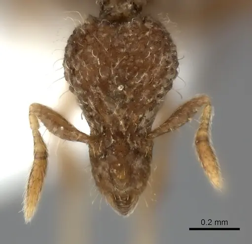 Strumigenys bellatrix specimen CASENT0217186 image casent0217186_2