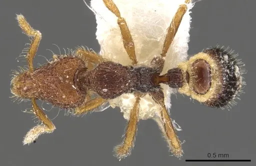 Strumigenys bellatrix specimen CASENT0900093 image casent0900093_1