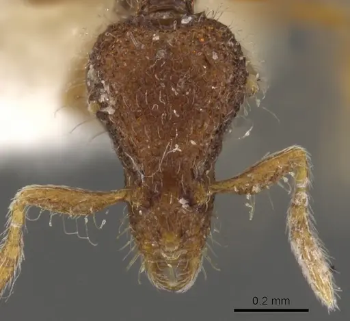 Strumigenys bellatrix specimen CASENT0900093 image casent0900093_2