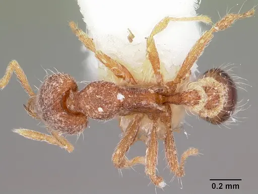 Strumigenys benulia specimen CASENT0102636 image casent0102636_1