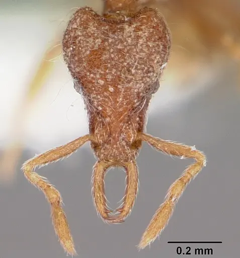 Strumigenys benulia specimen CASENT0102636 image casent0102636_2