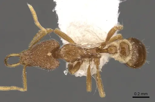 Strumigenys berkalial specimen CASENT0900809 image casent0900809_1