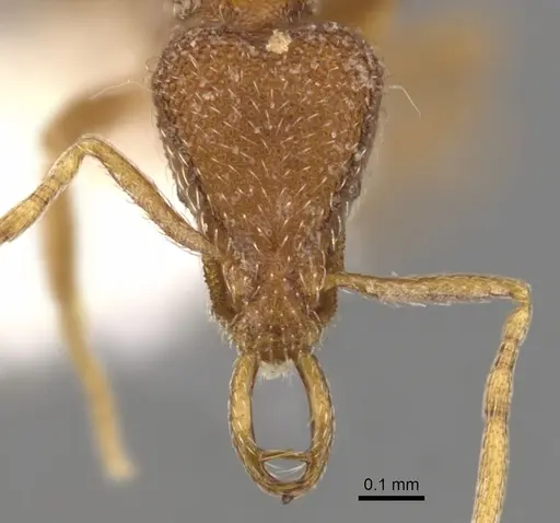 Strumigenys berkalial specimen CASENT0900809 image casent0900809_2