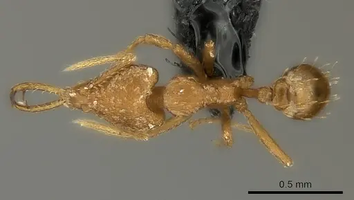 Strumigenys bernardi specimen CASENT0217946 image casent0217946_1