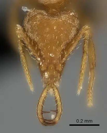 Strumigenys bernardi specimen CASENT0217946 image casent0217946_2
