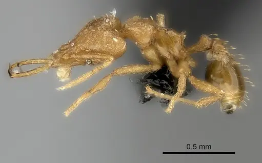 Strumigenys bernardi specimen CASENT0217946 image casent0217946_3