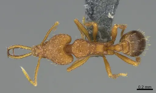 Strumigenys bernardi specimen CASENT0358486 image casent0358486_1