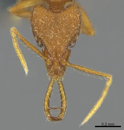 Strumigenys bernardi specimen CASENT0358486 image casent0358486_2