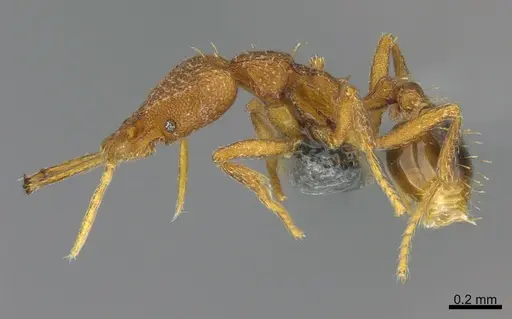 Strumigenys bernardi specimen CASENT0358486 image casent0358486_3