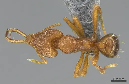 Strumigenys bernardi specimen CASENT0359586 image casent0359586_1