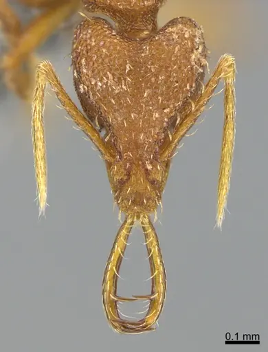 Strumigenys bernardi specimen CASENT0359586 image casent0359586_2
