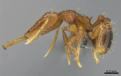 Strumigenys bernardi specimen CASENT0359586 image casent0359586_3