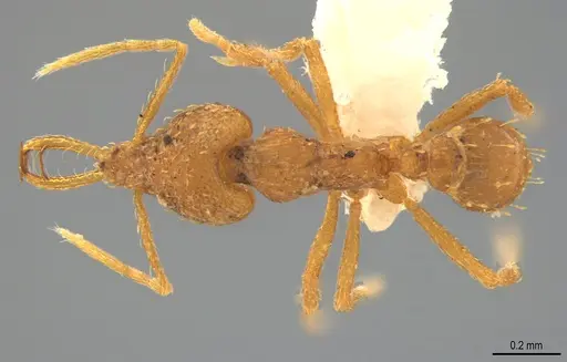 Strumigenys bernardi specimen CASENT0763672 image casent0763672_1