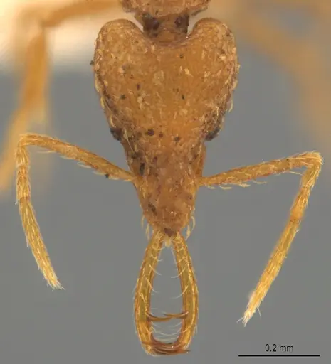 Strumigenys bernardi specimen CASENT0763672 image casent0763672_2