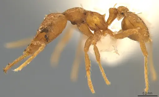 Strumigenys bernardi specimen CASENT0763672 image casent0763672_3