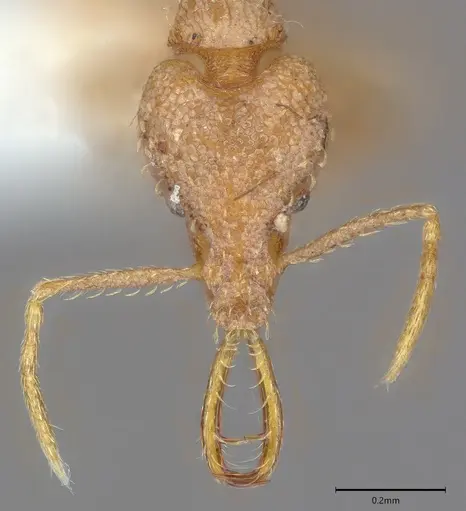Strumigenys bernardi specimen CASENT0763673 image casent0763673_1